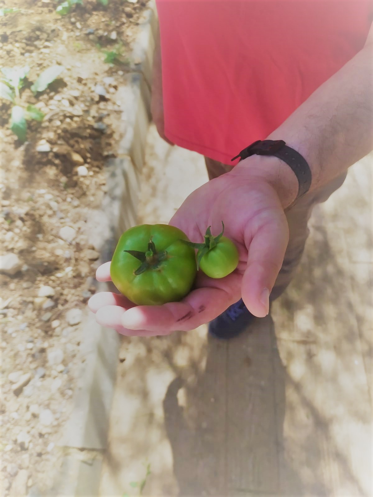 COMIENZAN A SALIR NUESTROS PRIMEROS PRODUCTOS DE LA HUERTA